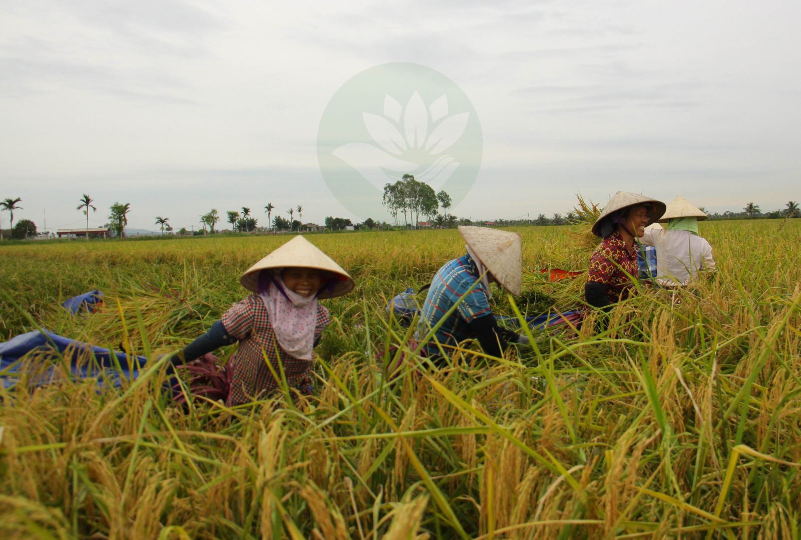 Về với Kiến Quốc thu hoạch lúa Rươi - Ảnh 1